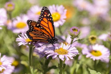 Monarch butterfly, Danaus plexippus, in a butterfly garden on a  clipart