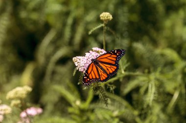 Monarch kelebek, Kelebek Bahçe üzerinde Danaus plexippus bir 