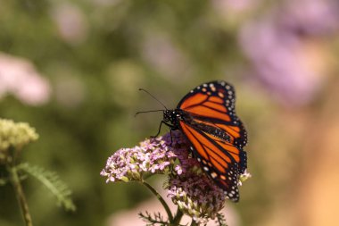 Monarch kelebek, Kelebek Bahçe üzerinde Danaus plexippus bir 