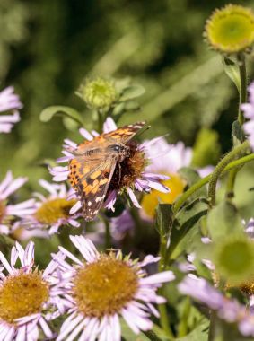 Batı Yakası Bayan kelebek, Vanessa annabella