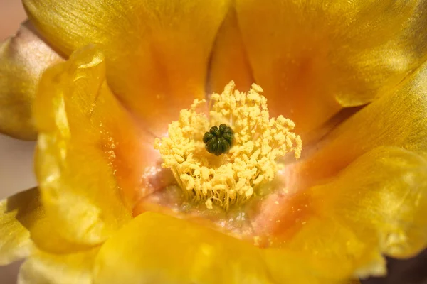 Yellow flowers on a coast barrel cactus, Ferocactus viridescens — Stock Photo, Image