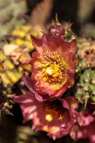 Paarse bloem op een ford barrel cactus, Ferocactus fordii — Stockfoto