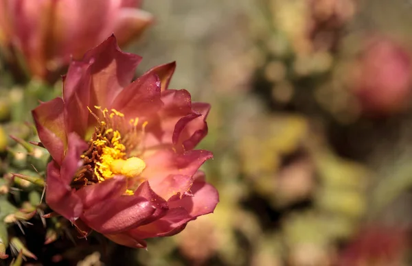 Flor púrpura en un cactus vado, Ferocactus fordii — Foto de Stock