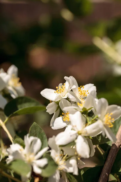 White mock orange blossom flowers, Philadelphus lewisii — Stock Photo, Image