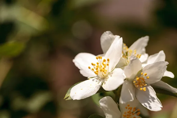 White mock orange blossom flowers, Philadelphus lewisii — Stock Photo, Image