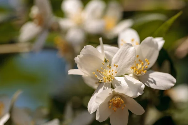 White mock orange blossom flowers, Philadelphus lewisii — Stock Photo, Image