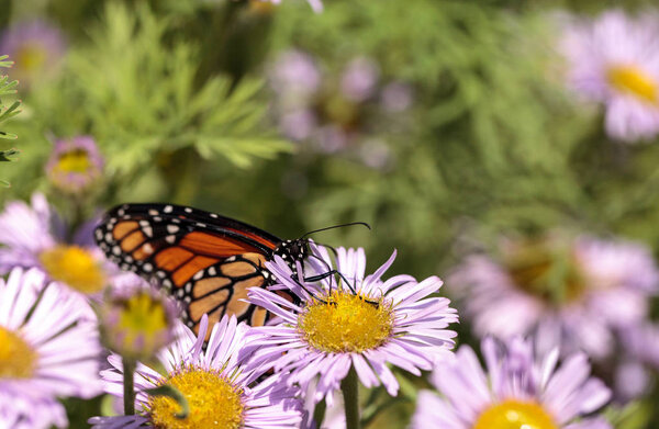 Монарх-бабочка, Данте-плексипп, в саду бабочек на дереве
 