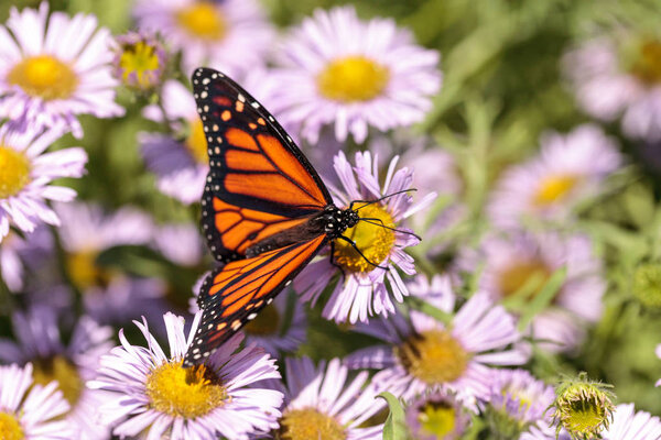 Монарх-бабочка, Данте-плексипп, в саду бабочек на дереве
 