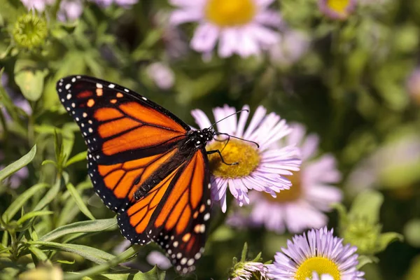 Farfalla monarca, Danaus plexippus, in un giardino delle farfalle su un — Foto Stock
