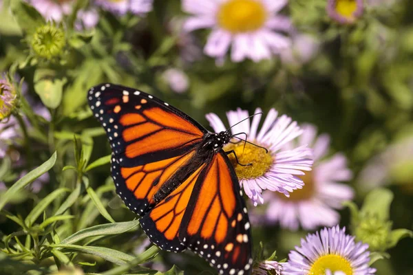 Mariposa monarca, Danaus plexippus, en un jardín de mariposas en un — Foto de Stock
