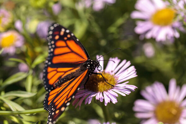 Монарх-бабочка, Данте-плексипп, в саду бабочек на дереве
 