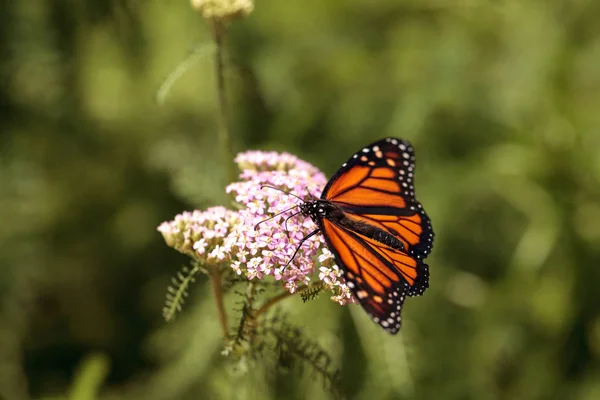 Monarch motýl, rody plexippus ty chtěl, v butterfly garden na — Stock fotografie