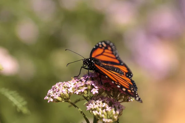 Метелик монарх, Danaus plexippus, в сад метеликів на за — стокове фото