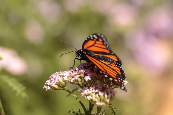 Monarch motýl, rody plexippus ty chtěl, v butterfly garden na — Stock fotografie