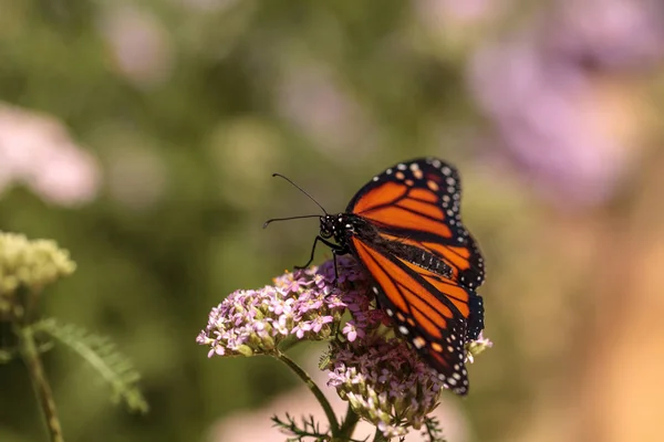 Mariposa monarca, Danaus plexippus, en un jardín de mariposas en un — Foto de Stock