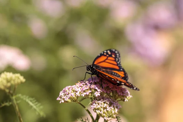 Метелик монарх, Danaus plexippus, в сад метеликів на за — стокове фото