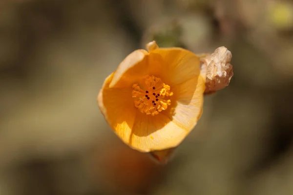 Gelbe Blume auf Palmern indische Malve abutilon palmeri — Stockfoto