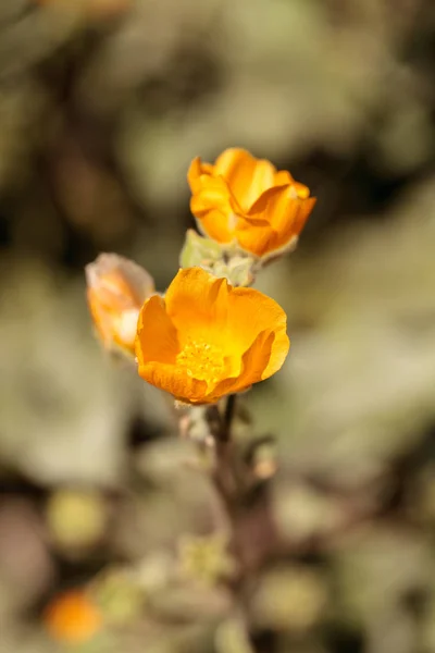 Gelbe Blume auf Palmern indische Malve abutilon palmeri — Stockfoto