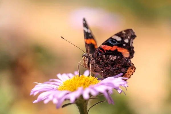 Red admiral butterfly, Vanessa atalanta — Stock Photo, Image