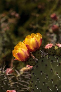 Bal arısı, Apis mellifera, polen sarı çiçek toplar. 