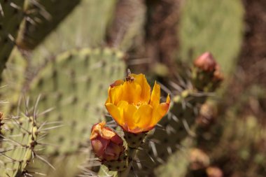 Bal arısı, Apis mellifera, polen sarı çiçek toplar. 