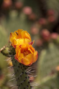 Bal arısı, Apis mellifera, polen sarı çiçek toplar. 