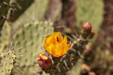 Bal arısı, Apis mellifera, polen sarı çiçek toplar. 
