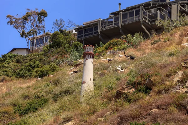 Grupo de cabras a lo largo de una colina con casas y una torre en Laguna — Foto de Stock