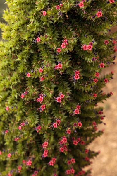 Драгоценная башня цветов, Echium wildpretii — стоковое фото