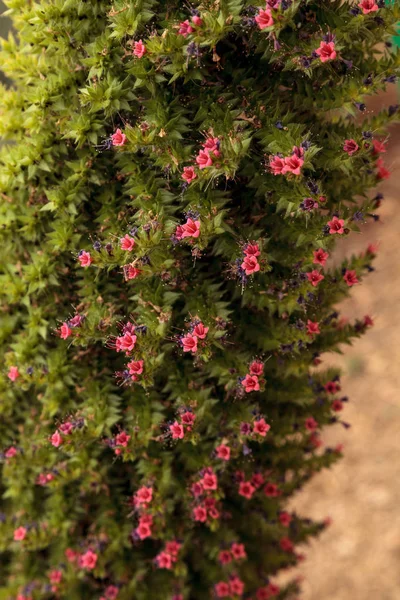 Turm der Juwelen Blumen, echium wildpretii — Stockfoto