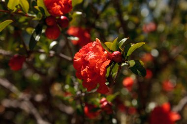 Nar ağacı, Punica granatum, çiçek ve meyve