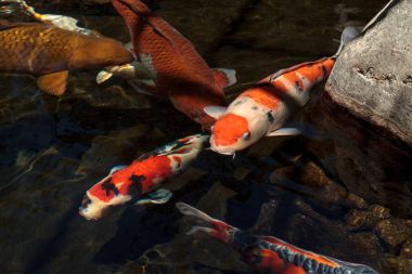 Koi balığı, Cyprinus carpio haematopterus