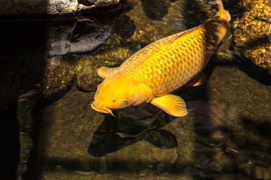 Koi balığı, Cyprinus carpio haematopterus