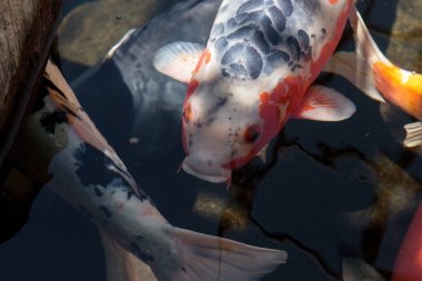 Koi balığı, Cyprinus carpio haematopterus