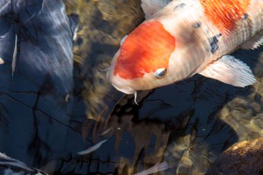 Koi balığı, Cyprinus carpio haematopterus