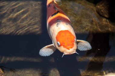 Koi balığı, Cyprinus carpio haematopterus