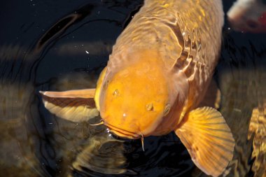 Koi balığı, Cyprinus carpio haematopterus