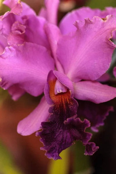 Flor de orquídea Cattleya rosa florece en un jardín botánico — Foto de Stock