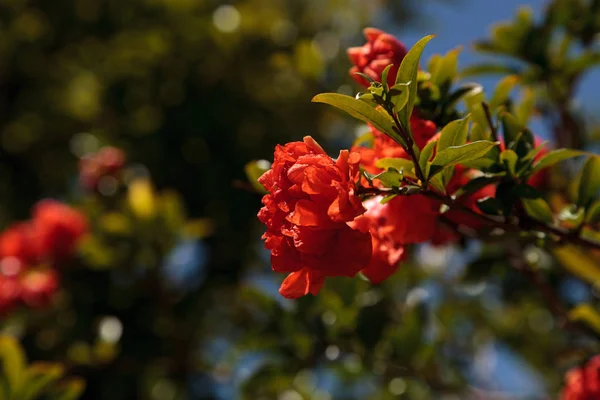 Gránátalma fa, Punica granatum, virág és gyümölcs viseli — Stock Fotó