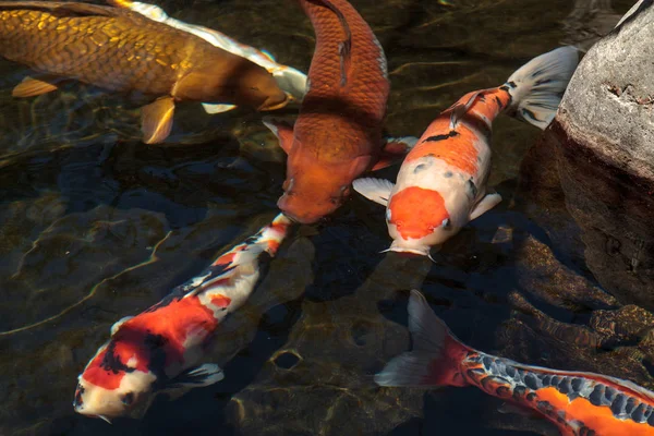 Pesci Koi, Ciprinus carpio haematopterus — Foto Stock