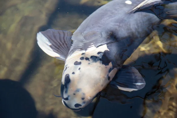 Koi fish, Cyprinus carpio haematopterus — Stock Photo, Image