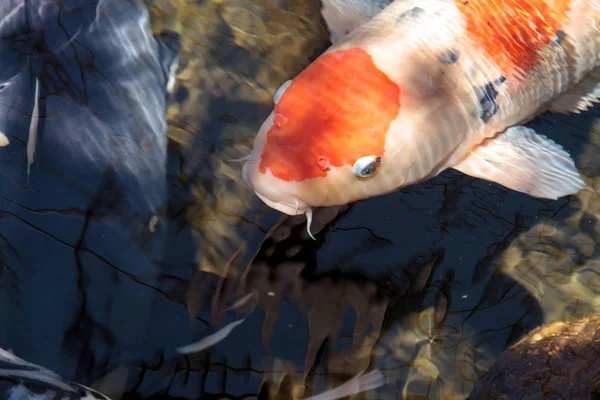 Koi-Fische, Cyprinus carpio haematopterus — Stockfoto