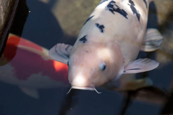 Koi ryb, Cyprinus carpio haematopterus — Zdjęcie stockowe