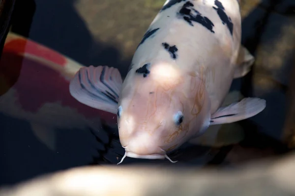 Koi fish, Cyprinus carpio haematopterus — Stock Photo, Image