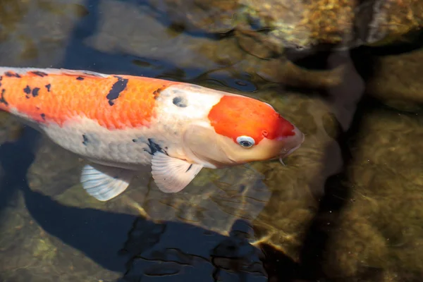 Koi-Fische, Cyprinus carpio haematopterus — Stockfoto