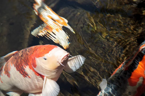 Pez koi, Cyprinus carpio haematopterus — Foto de Stock