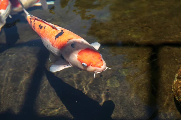 Poisson koï, Cyprinus carpio haematopterus — Photo