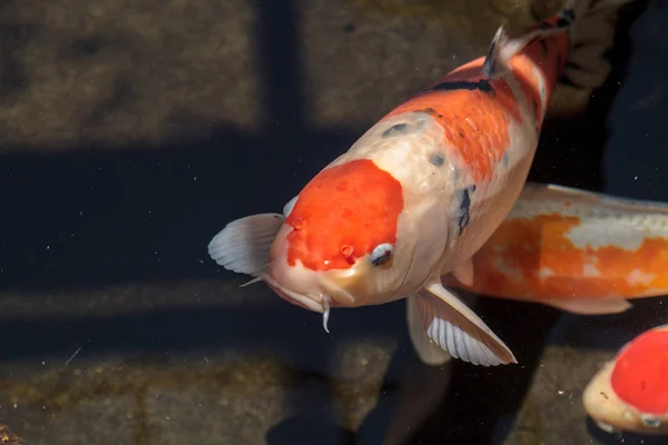 Pez koi, Cyprinus carpio haematopterus — Foto de Stock