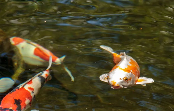 Koi-Fische, Cyprinus carpio haematopterus — Stockfoto