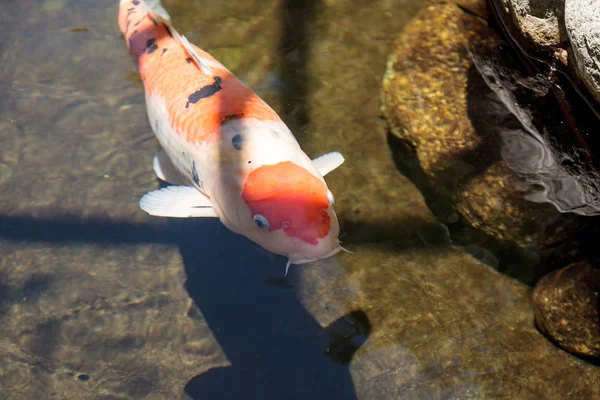 Koi ryb, Cyprinus carpio haematopterus — Zdjęcie stockowe